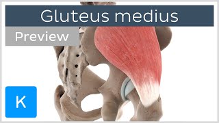 Functions of the gluteus medius muscle preview  3D Human Anatomy  Kenhub [upl. by Britney759]