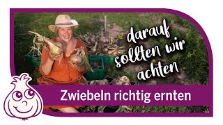 Zwiebeln ernten amp neues Gemüse pflanzen  Gartenarbeiten im August [upl. by Belter]