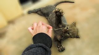 Playful rescued jaguarundi [upl. by Notsa]