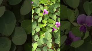 Flowers leaves and habitat of Grona triflora medicinal botanicalgarden odisha garden [upl. by Marriott]