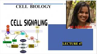 Cell Signaling Lecture47 Cell Biology Mode of Signaling PI3K pathway mTOR pathway [upl. by Nylimaj502]