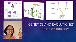 GeneticsMonohybridCrossPunnettsSquarePhenotypeGenotypeRatioCBSE12thBiology [upl. by Eelahs]