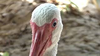 Discovery Cove Birds Love Cheese Its [upl. by Kerwinn]