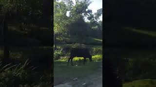 Beautiful views of tea garden in Sylhet Bangladesh [upl. by Nwahshar663]