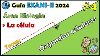 Curso EXANI II 2024 Biología La célula Organelos celulares Parte 1 4 [upl. by Dnumde]