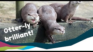 Meet our Otters at Newquay Zoo [upl. by Effy226]