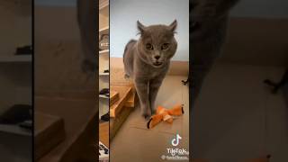 The Kiffness amp Alugalug cat song catsong funny funnyanimals [upl. by Hgalehs787]