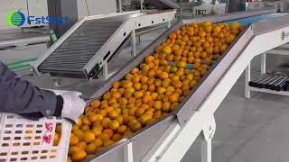 Commercial processing technology for citruscitrus sorting packaging equipment​grading of oranges [upl. by Adnohsirk681]