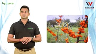 Sea Buckthorn Concentrate Product knowledge by Mr Bhupendra Pal [upl. by Oirevlis]