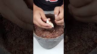 How to Grow Mango Plant from Seeds   SEED TO HARVESTshorts [upl. by Yerfej]