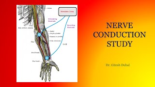 Nerve Conduction Velocity NCV [upl. by Eedrahc]