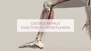 Gastrocnemius Muscle Plantar Flexion 3D Animation [upl. by Ut]