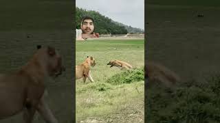 hyena vs lion short shortvideo lione animals wildlife spottedhyena [upl. by Leynwad]