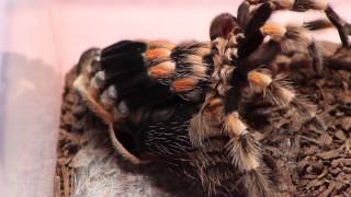 Time lapse tarantula molting B smithi watch in HD [upl. by Matthia728]