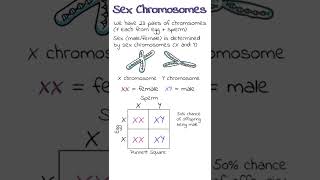 XY Sex Chromosomes  GCSE Biology Revision Shorts [upl. by Alletnahs765]