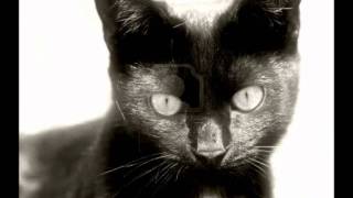 Old Black Cat  Ian Anderson [upl. by Eirdua]