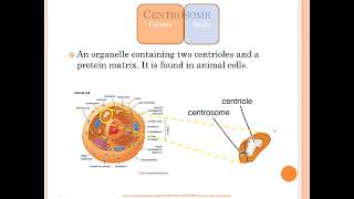 Centrosome vs centriole vs chromosome vs centromere [upl. by Dyche191]