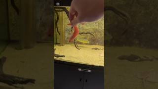 මගේ යාළුවගේ ටැංකිය ❤🙆🏽😱fish fishing monster arowana sinhala short bosskeysandratv [upl. by Llehcor]