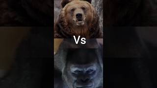 Grizzly Bear vs gorilla [upl. by Magee]