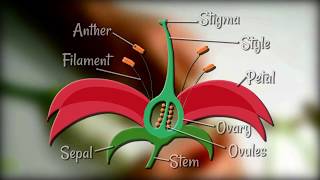 Flower Dissection  Reproduction in flowering plants [upl. by Rudie625]