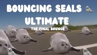 Bouncing seals [upl. by Annoyek]