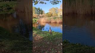 Duck flying across the waterway shorts worldbest pinegle travel animals viral duck [upl. by Nadiya]