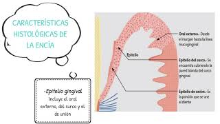 Anatomía de los Tejidos Periodontales [upl. by Folly]