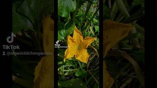 Summer Garden gardener gardener summer gardening plants [upl. by Duile829]