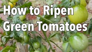 How to Ripen Green Tomatoes [upl. by Atazroglam66]