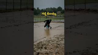 gaddhe koylu ಗದ್ದೆ ಕೊಯ್ಲು rice harvesting [upl. by Nivert]