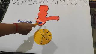 VERMIFORM APPENDIX EXPLAINED [upl. by Quinton]