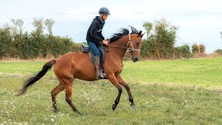 Que faire avec un cheval qui sénerve en extérieur [upl. by Anirbak]