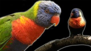 Lorikeets Natures Weirdest Tongue in Slow Motion  Earth Unplugged [upl. by Eenhat]