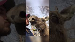 Rescued moose returns to thank man who saved his life animals shortsvideo moose [upl. by Allimak]