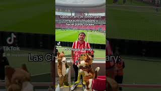 Ay chivas 🫠 chivasdelguadalajara futbol [upl. by Ebaj]