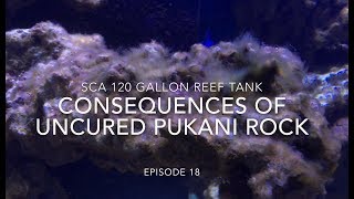 SCA 120 Gallon Reef  Ep18  Consequences of Uncured Pukani Rock [upl. by Ditzel]