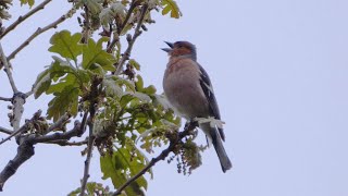 Singing Chaffinch in Spain [upl. by Storm]