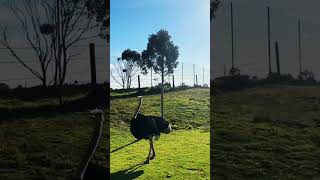 A day in werribee Zoo australia zoo melbourne viralvideo [upl. by Enilarak898]