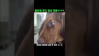 뻘하게 웃긴 영상 모음 compilation funny [upl. by Yelraf]