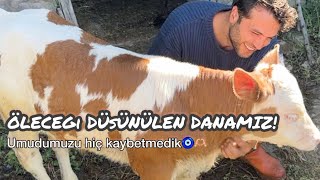 ÖLECEĞİ DÜŞÜNÜLEN DANAMIZ Umudumuzu kaybetmedik 🧿 [upl. by Haleehs]