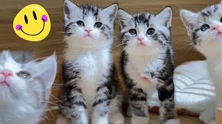 Cats playing compilation ASMR 😻 cat viral video [upl. by Kared310]