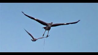 What is THAT Very Unusual Visitor to Balcony Airspace  Seagulls not happy  Balcony Bird Table [upl. by Gwynne]