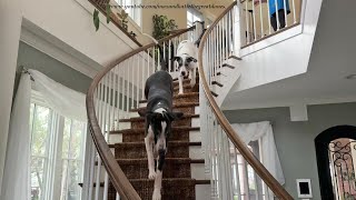 Funny Herd Of Great Danes Races Down The Stairs To Go Outside [upl. by Aitra99]