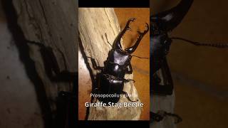 Massive Stag Beetles Jaws insects [upl. by Ibbob]