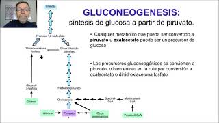 Gluconeogénesis y glucogénesis V64 [upl. by Dabney424]