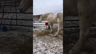 When You Rescue a Draft Horse From a Kill Auction [upl. by Monk]