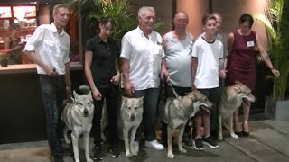 Czechoslovakian Wolfdog in European Dog Show 2016 Brussels [upl. by Melac]