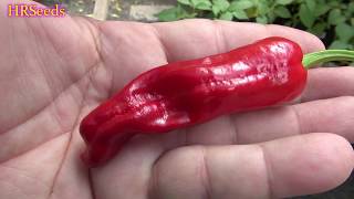 ⟹ Greek Pepperoncini Pepper  Capsicum annuum  Pod Review [upl. by Samot]