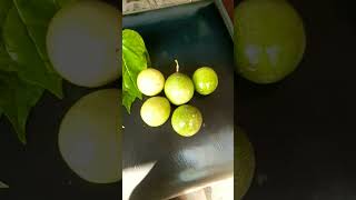 Passion fruit or betel leaf harvestyoutubeshorts ytshort viral [upl. by Leila]