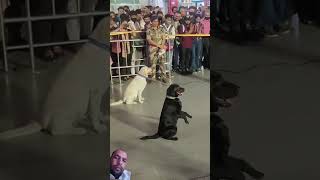 Indian army dog salute training armyindiadog dogs dogshorts doglover shorts [upl. by Cirdes]